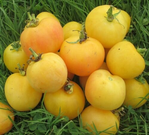 30 Seeds of Garden Peach Tomato Seeds, Cocona, NON-GMO, Heirloom, FREE SHIP