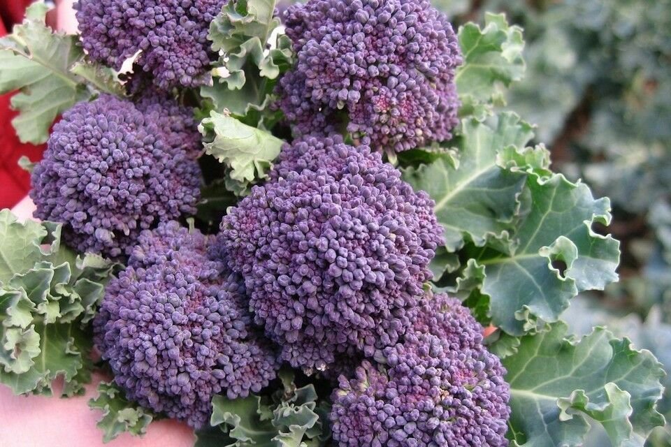 400 Seeds of Purple Sprouting Broccoli Seeds, NON-GMO, Heirloom, Variety Sizes, FREE SHIP