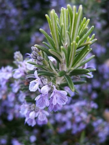 50 Seeds of Rosemary Seeds, NON-GMO, Heirloom, Variety Sizes, Herb Seeds, FREE SHIP