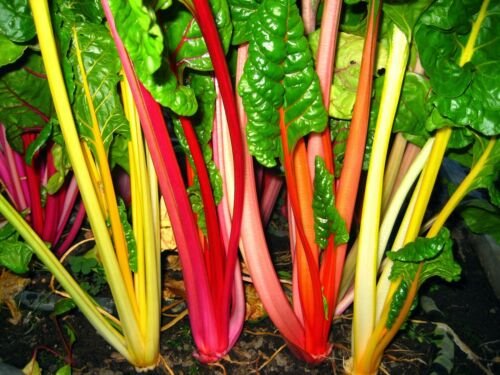 30 Seeds of Rainbow Swiss Chard Seeds, Bright Lights, NON-GMO, Variety Sizes