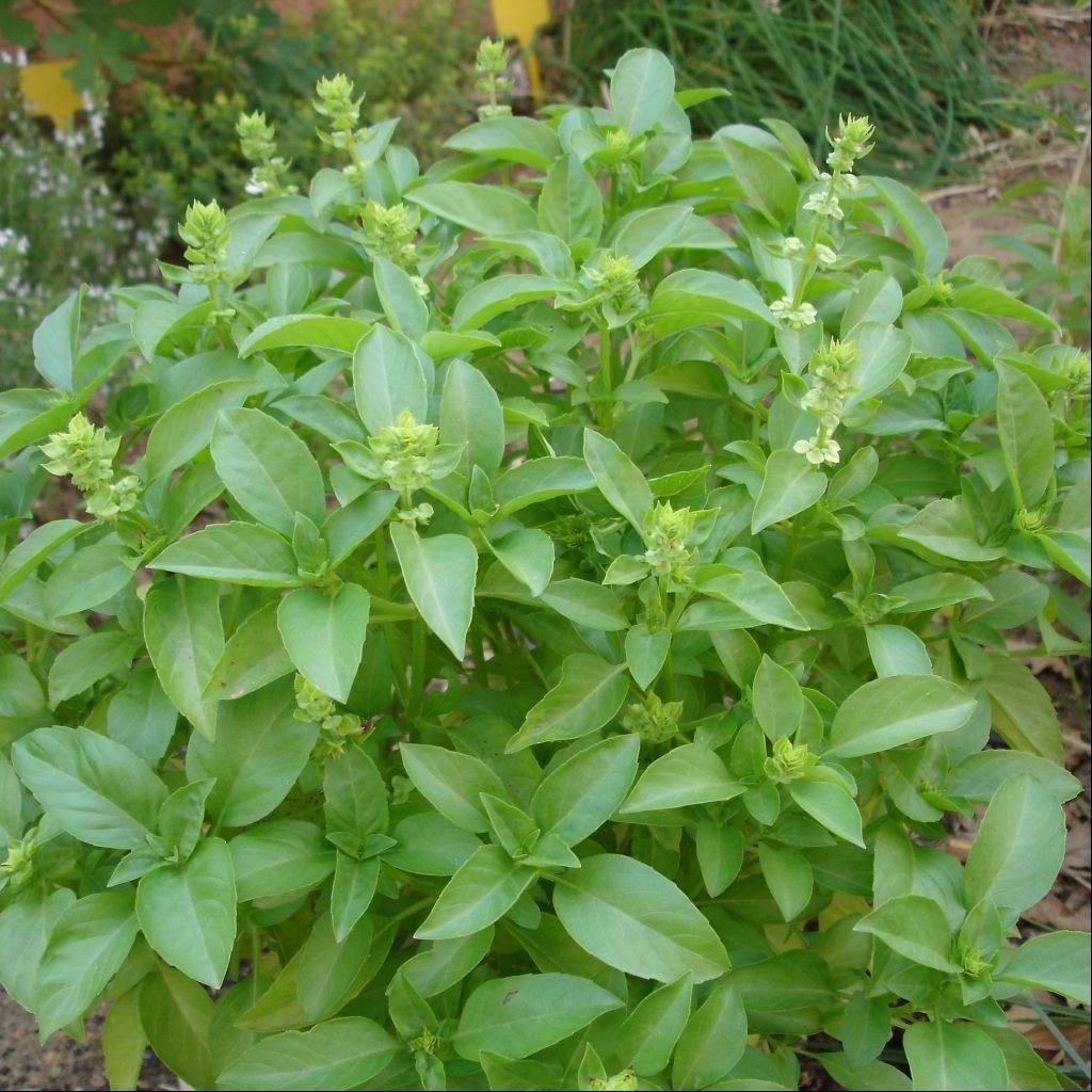 250 Seeds of Lime Basil, Ocimum basilicum, RARE, NON-GMO, Variety Sizes Sold, FREE SHIP
