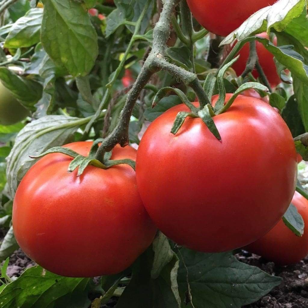 Manitoba Tomato Seeds, 30 Seeds, NON-GMO, FREE SHIP