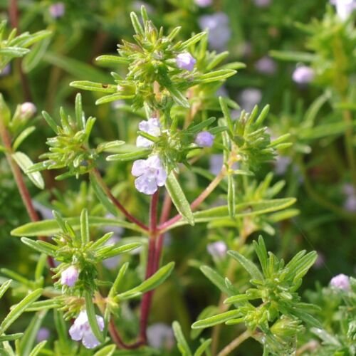 500 Seeds of Summer Savory Herb Seeds, Chubrica, NON-GMO, Variety Sizes