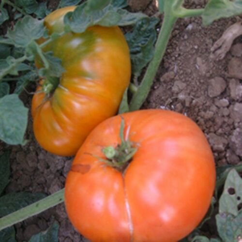 Amana Orange Tomato, 30 Seeds, NON-GMO, Large Beefsteak, Rare
