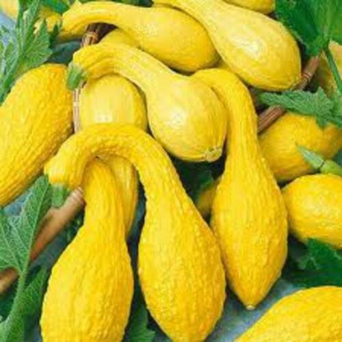 10 Seeds of Summer Squash, Yellow Crookneck, NON-GMO, Variety Sizes Sold
