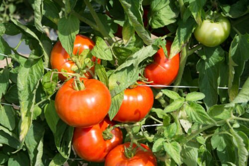30 of Rutgers Tomato Seeds, NON-GMO, Jersey Tomato 2018