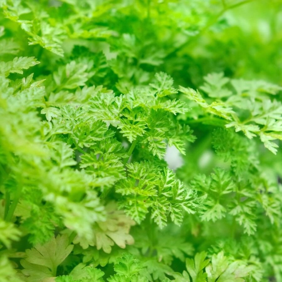 200 Seeds of Winter Chervil, French Parsley, NON-GMO, Heirloom, Variety Sizes