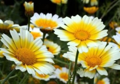 100 of GARLAND DAISY FLOWERS FRESH SEEDS