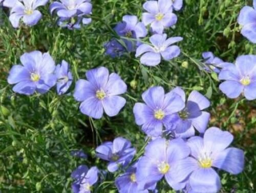 100 of BLUE FLAX FRESH SEEDS