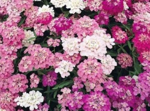 100 of CANDYTUFT MIXED COLORS FRESH SEEDS WHITE/PINK/PURPLE