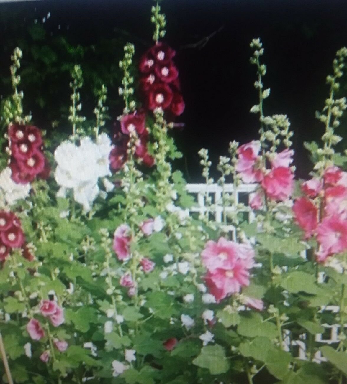 20 of Hollyhock Indian Spring Mixed Flower Seeds