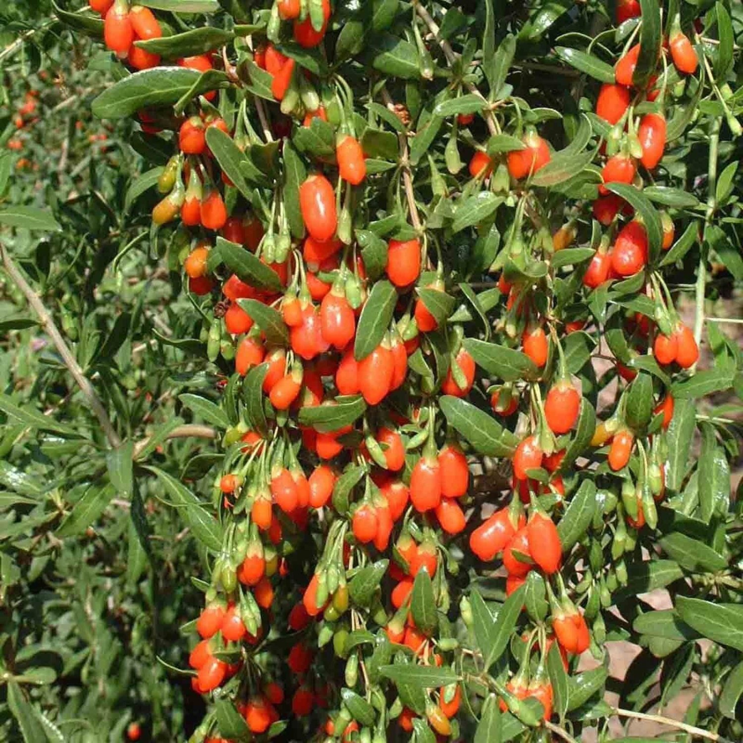 HOT SELLER GOJI BERRY 50 SEEDS CHINESE WOLFBERRY PERENNIAL HERBAL HEDGE SUPER FRUIT USA