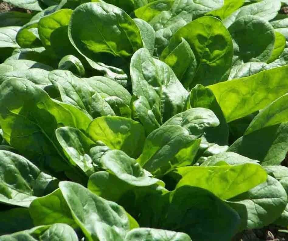 UNA SELLER NEW ZEALAND SEA GREENS 90 SEEDS EDIBLE GROUNDCOVER HEAT TOLERANT