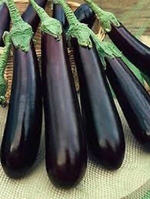 UNA SELLER Long Purple Eggplant *Heirloom* (100 Seed's)