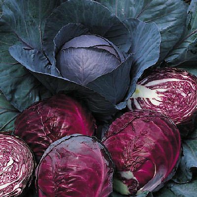 UNA SELLER Red Acre Cabbage *Heirloom* (500 Seed's)