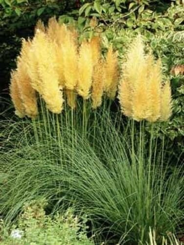 100 of Yellow Pampas Grass Seeds Perennial Flowering Ornimental Grasses Flower