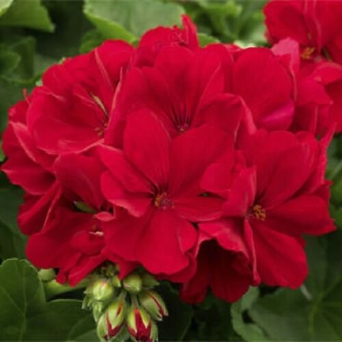 10 of Red Geranium Seeds Perennial Flowers Seed Bright Flower Bloom