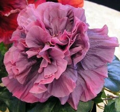 20 of Double Pink Purple Hibiscus Seeds Hardy Perennial Flower