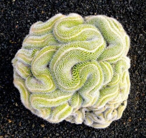10 of Green Brain Cactus Seeds Heat Rare Succulents Flower Desert