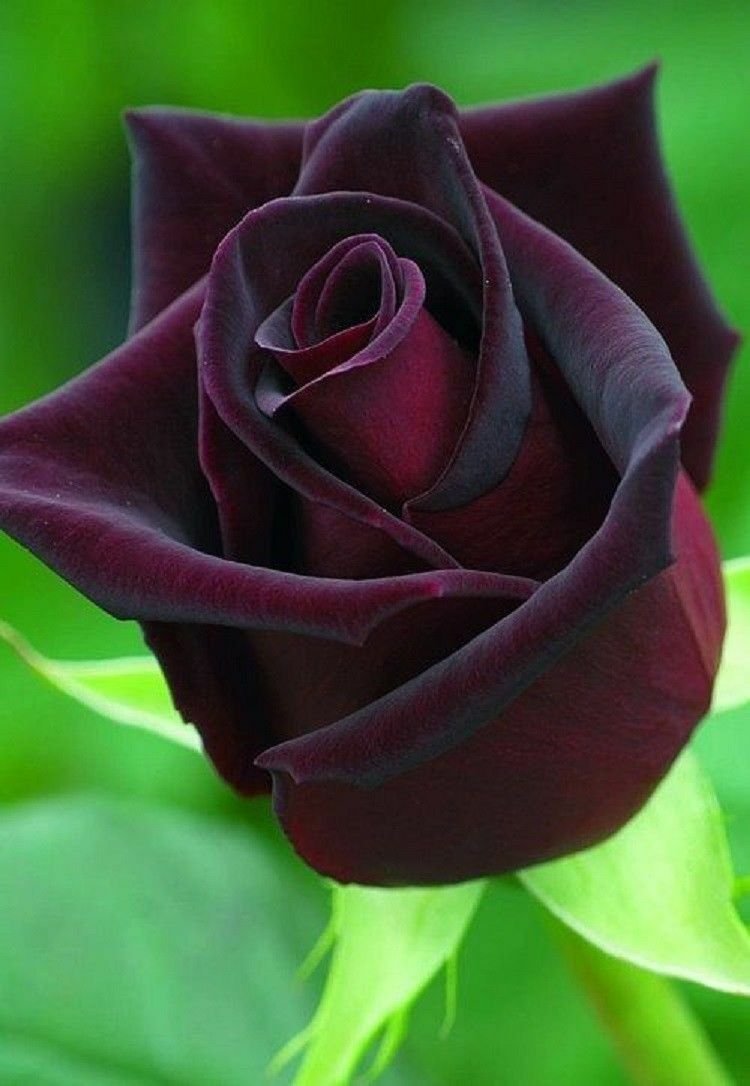 10 of Dark Purple Rose Seeds Flower Bush Perennial Shrub Garden Exotic