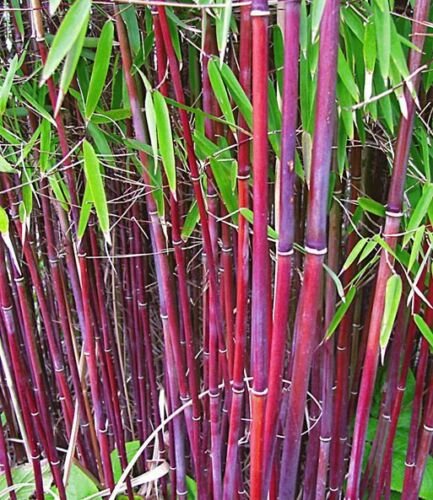 UNA SELLER 50 of Siergras Collectie Bamboo Seeds Privacy Garden Clumping Seed