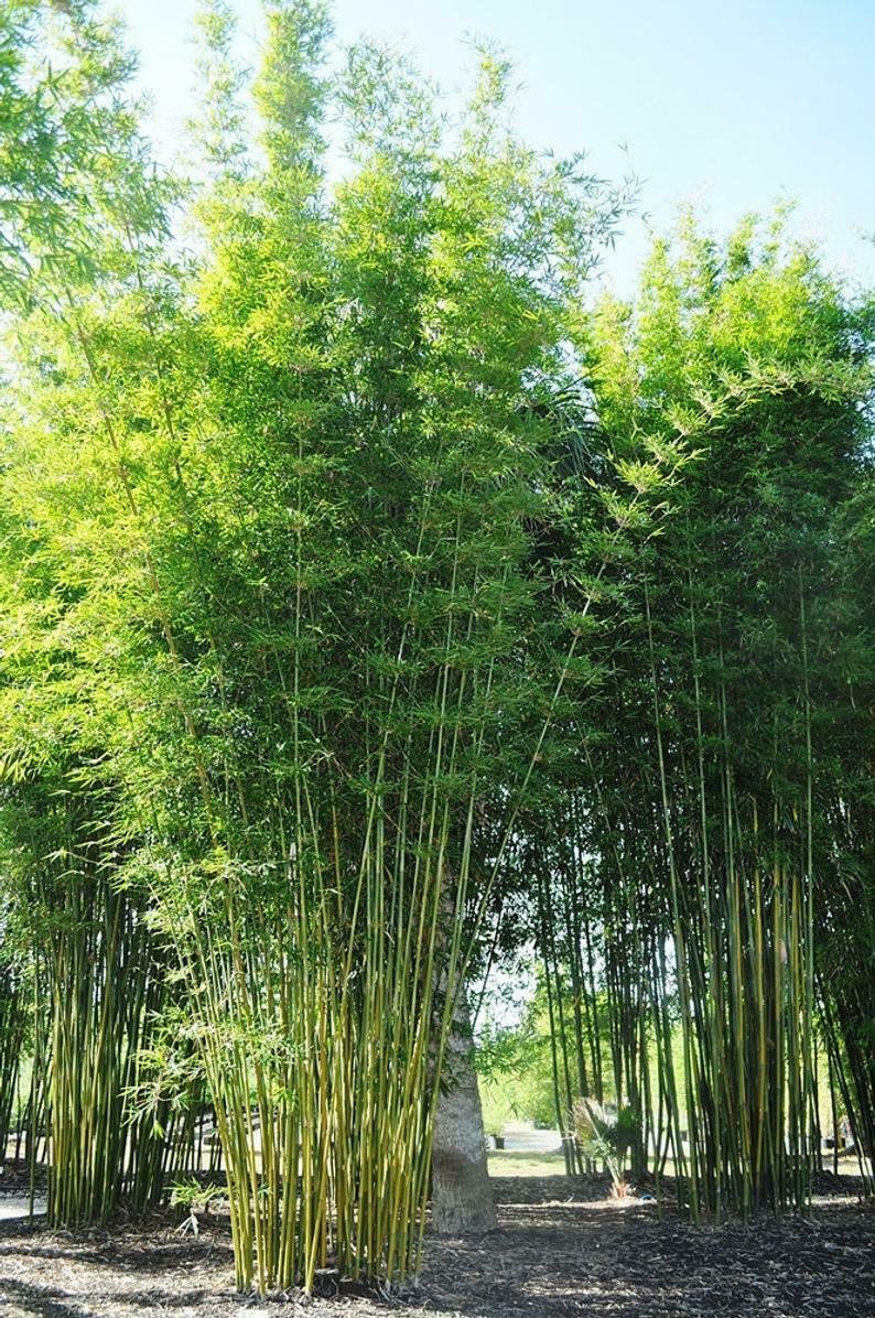 UNA SELLER 50 of Bambusa Oldamii Bamboo Seeds Privacy Garden Clumping Shade