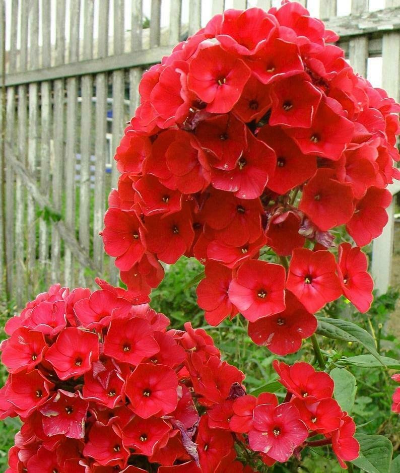 UNA SELLER 50 of Bright Red Phlox Seeds Flower Perennial Flowers Seed ...