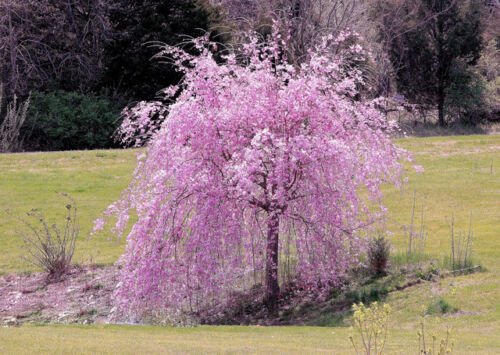 UNA SELLER 5 of Dwarf Weeping Purple Cherry Tree Seeds Flowering Japanse Ornimental