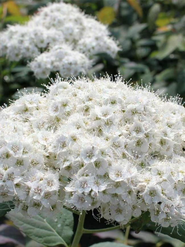 UNA SELLER 100 of White Spiraea Seeds, Steepltbrush Flower Perennial