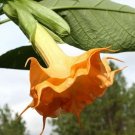 UNA SELLER 10 of Orange Angel Trumpet Seeds, Flower Fragrant Flowers Seed