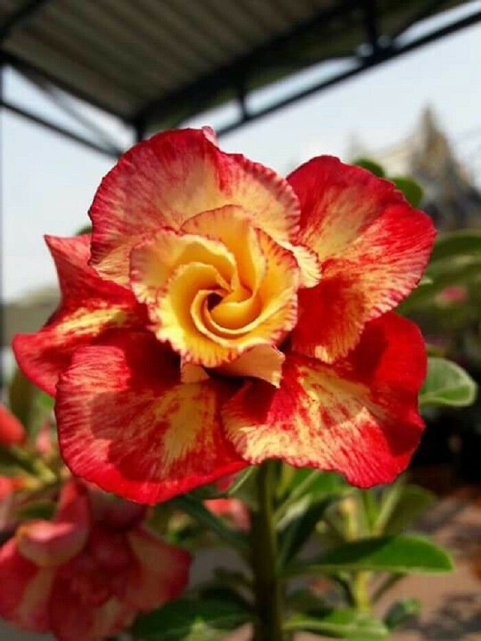 UNA SELLER 4 of Rare Red Orange Desert Rose Seeds, Adenium Obesum Flower Perennial