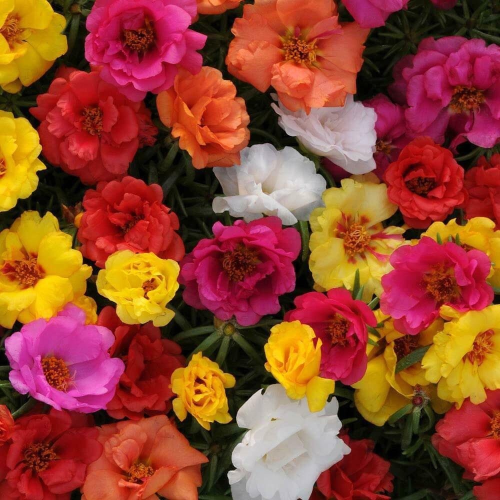UNA 100 of Happy Hour Mix Moss Rose Seeds, Flower Perennial Flowers Seed