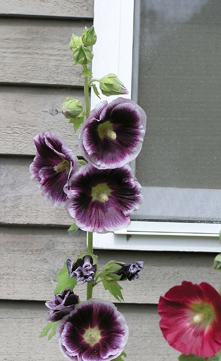 UNA 25 of Purple White Hollyhock Seeds, Perennial Giant Flower Garden Seed