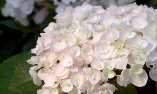 UNA 5 of Blushing Bride Hydrangea Seeds, Perennial Hardy Flowers Flower
