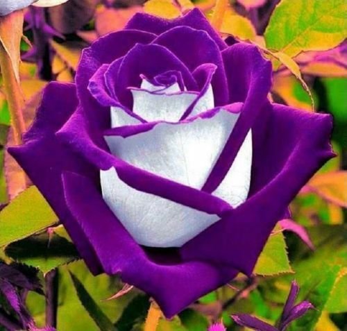 UNA 10 of White Purple Rose Seeds, Flower Bush Perennial Shrub Flowers Seed