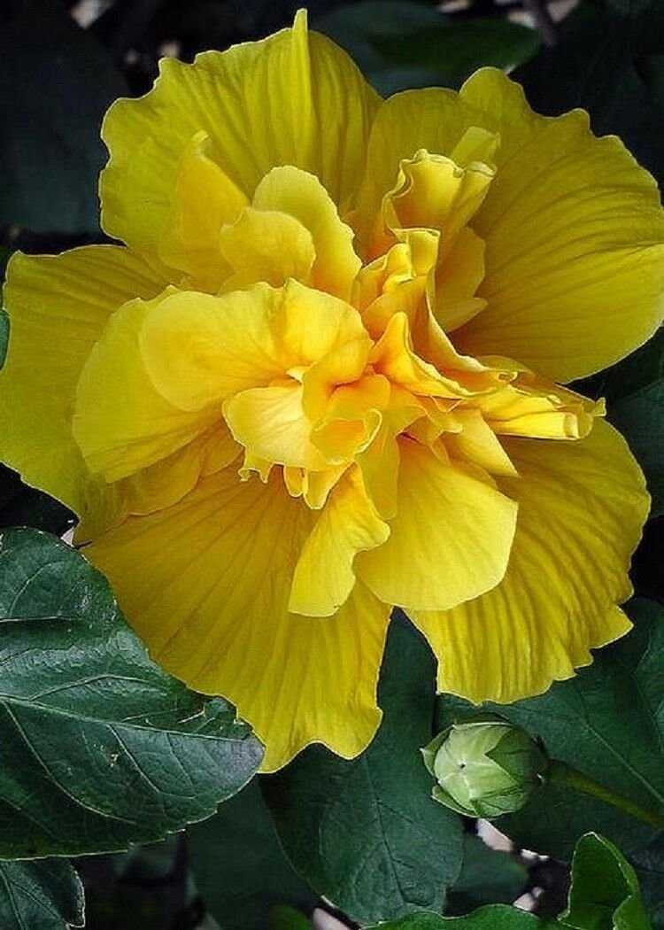 UNA 20 of Rare Double Yellow Hibiscus Seeds, Giant Dinner Plate Flower