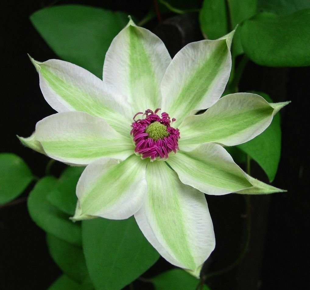 UNA 25 of Green White Clematis Seeds, Flowers Bloom Perennial Flower Seed