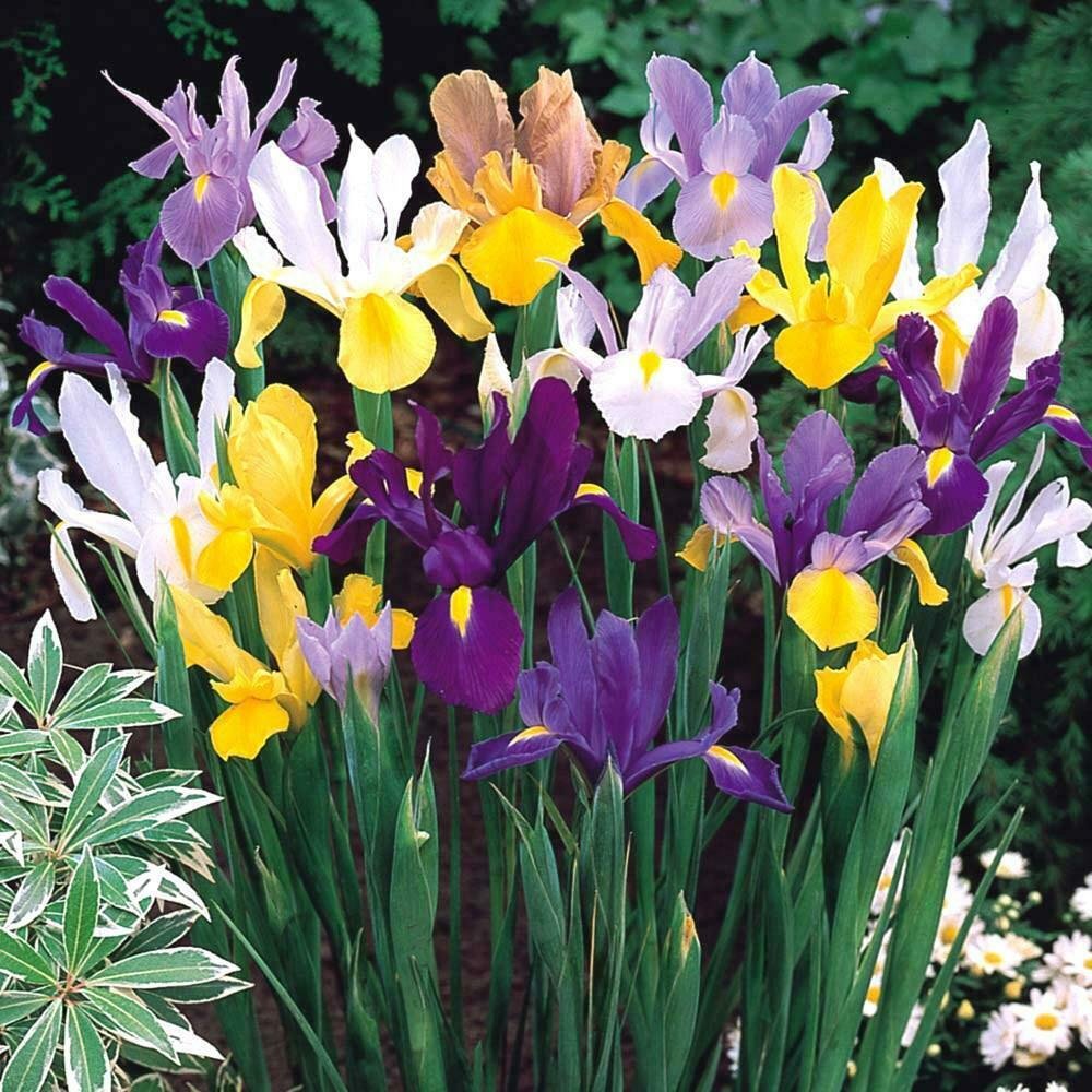 UNA 10 of Mixed Iris Bulbs Flower Bulb, Spring Fall Bloom Garden Flowers Perennial
