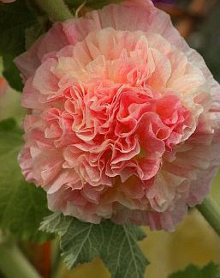 UNA 25 of Double Orange Hollyhock Seeds, Perennial Giant Flower Garden Seed