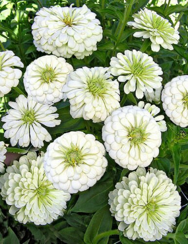 UNA 300 of White Zinnia Seeds, Polar Bear, Bulk Zinnia Seed, Heirloom Flower Non-gmo