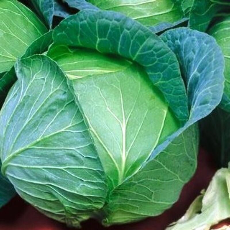 UNA 5000+ of 1 oz Cabbage Seeds, Danish Ballhead, Bulk Seed, Heirloom Cabbage Seeds
