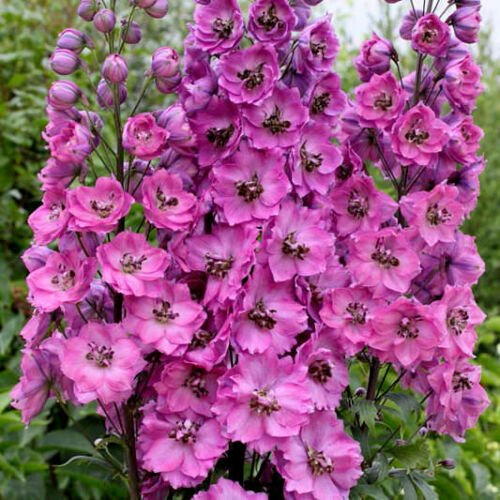 UNA 50 of Pink Delphinium Seeds, Astolat, Heirloom Flower Seeds, Tall Pink Flowers