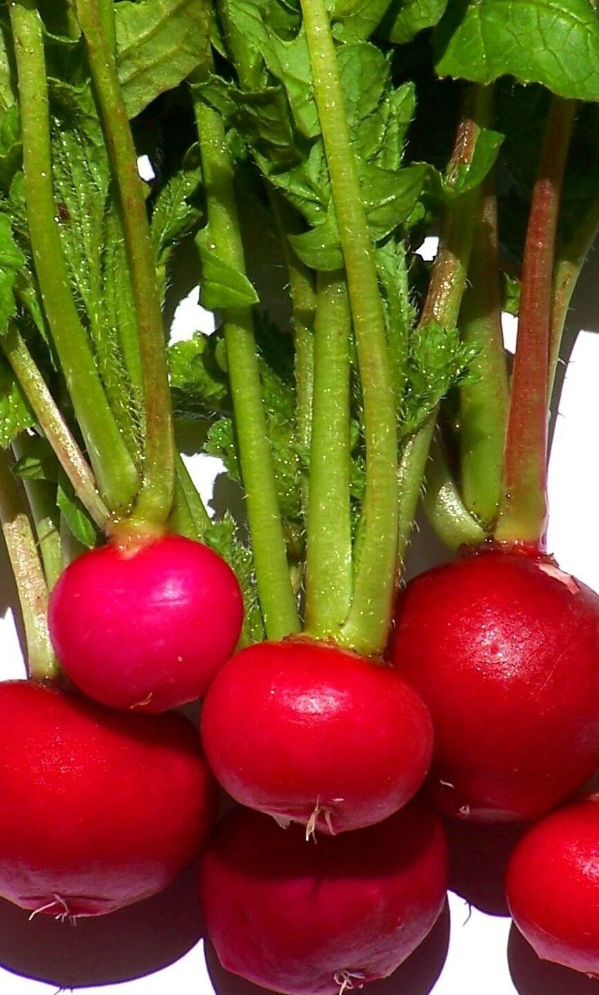 UNA 500 of Radish Seeds, Crimson Giant, Bulk Radish Seed, Heirloom