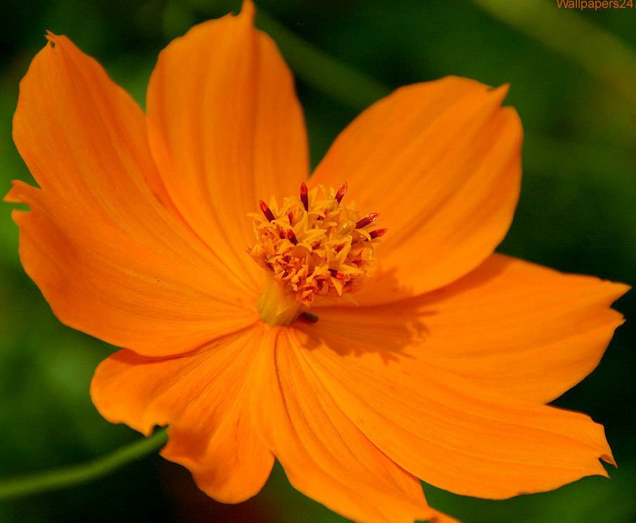 UNA 400 of Cosmos Seeds, Orange Sunshine, Sulfur Cosmos, Orange Cosmos