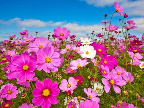 UNA 75 of Mixed Cosmos Seeds, Farm Mix, Heirloom Cosmos, Non-Gmo, Draws Butterflies