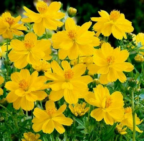 UNA 75 Cosmos Seed, Yellow Sunshine, Sulfur Cosmos, Taller Variety, Non-Gmo Seeds