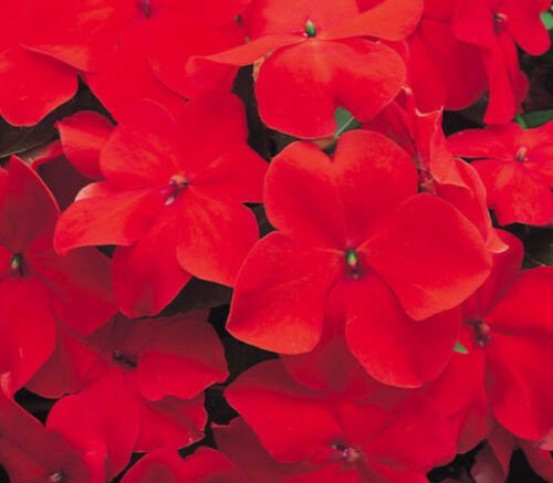 UNA 50 of Red Impatiens Seeds, Scarlet Impatiens Seed, Non-Gmo Heirloom Annual Flower