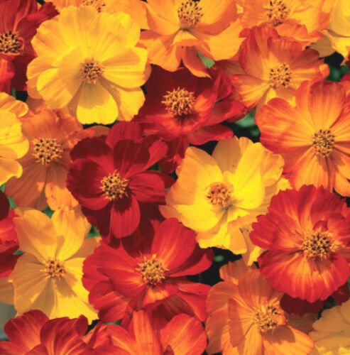 UNA 400 of Mixed Cosmos Seed, Fiery Sunset, Sulfur Cosmos, Shorter Variety, Bulk Seed