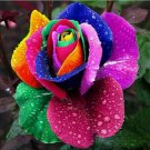 50 of Colorful Rainbow Rose Flower Seeds Home Garden Multi-Color