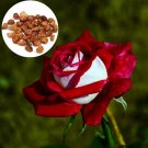50 of Red & White Osiria Ruby Rose Flower Seeds - Home Garden Decor Beamy